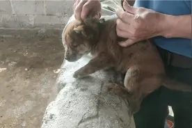 小狗崽45天驱虫，疫苗，狗场欢迎大家来学习，总有些不想待见的人