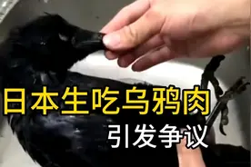 日本生吃乌鸦肉惹争议，“乌鸦刺身”文化也许会导致病毒传播