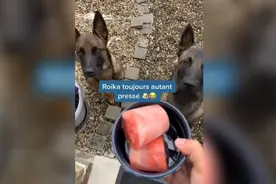 夏天到了，主人给狗狗安排的美味冰淇淋消暑。视频封面