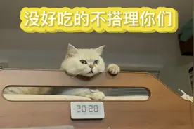 在房车上养了一只没好吃的就不搭理人的傻猫是种什么样的体验？视频封面