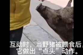 寺庙野猪向游客讨食后点头回礼，网友：懂得感恩的猪视频封面