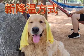 夏天给狗降温发明新绝招，这样会有效果吗？它们竟然很享受