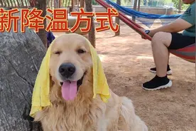 夏天给狗降温发明新绝招，这样会有效果吗？它们竟然很享受视频封面