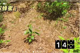 广东山林取蜂蜜视频封面