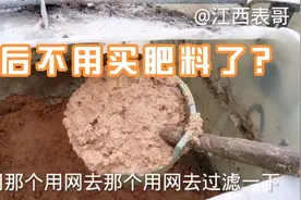 以后真的可以不用买肥料了？小伙自制桶肥，操作简单，肥效明显！视频封面