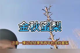 金秋蜜梨有长结果枝吗 金秋蜜梨几年能挂果