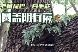 公园散步的时候是否碰到过？老鼠尾巴，白毛蛇，可药用可做小盆景视频封面