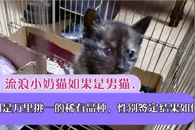 流浪小奶猫如果是男猫，则是万里挑一的稀有品种，性别签定结果？视频封面