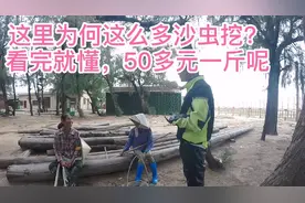 这里为何这么多沙虫挖？50多元一斤一天挖10斤！