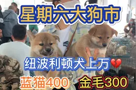 星期六大狗市，品种特别多，百年不遇的冷门犬，今天也见到了