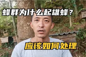 蜜蜂养殖技术分享，蜂群为什么会起雄蜂？应该怎样处理才对？视频封面