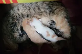 三花猫的基因好强大，下的崽五颜六色！