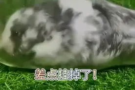 搞笑配音：禁止乱扔垃圾！视频封面