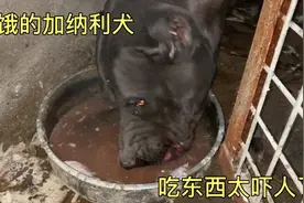 饥饿的“杀人犬”，吃起东西来太吓人，狗王出场不战而败，猛啊视频封面