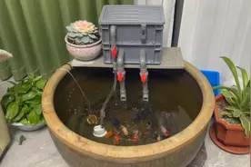 不同类型鱼缸DIY，有你喜欢的吗？