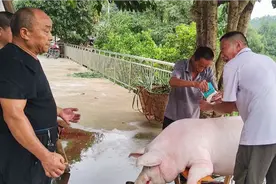 杀猪将：猪背上抹盐，又白肉又好吃，听他说出啥道理？视频封面
