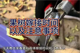 你能想到果树这些时间都可以进行嫁接吗？有需要的赶紧收藏起来吧视频封面