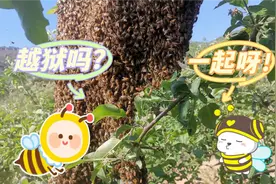 蜜蜂接二连三出现跑蜂，什么原因造成的，如何收回，如何防治