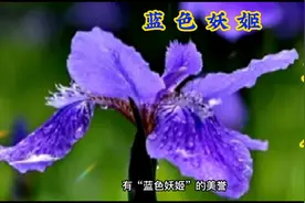 有着“蓝色妖姬”美誉的鸢尾盛开了！走，跟着点点赏鸢尾去！视频封面
