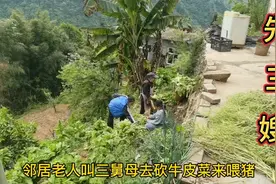 邻居叫三嫂家砍牛皮菜喂猪，三舅母带孩子们去背菜，三嫂负责晚餐