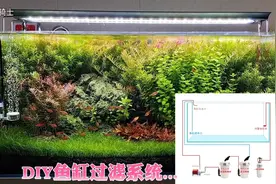 DIY鱼缸强大的过滤系统，40-60缸都可以用这个方案#水草缸造景视频封面