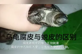 今天来说一下乌龟腐皮与蜕皮的区别。