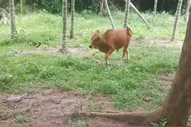 种公牛上门配种15289968941视频封面