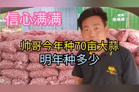 帅哥去年种了七十亩大蒜，今年仍然不少种！看看他为啥坚持种蒜？