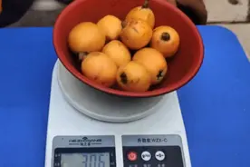 都说枇杷含果糖高糖人不易食用，我挑战它吃300克，看血糖升多少视频封面