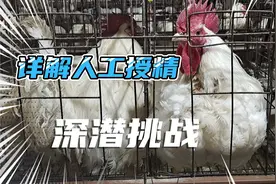 分享养鸡经验，教你如何做鸡群的人工输精，里面有视频详细讲解！视频封面
