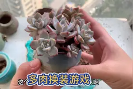 啥叫没事找事，就是看一个盆不喜欢了，拔起多肉就换新盆视频封面
