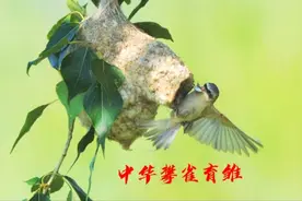 老王头拍摄中华攀雀育雏，这个鸟窝做的漂亮被称之为鸟类的建筑师视频封面