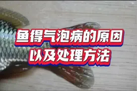 鱼得气泡病的原因以及处理方法视频封面