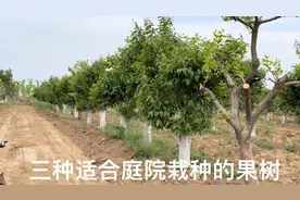 庭院里种什么果树比较好？这三种好吃又旺宅，果香满园甜到爆视频封面