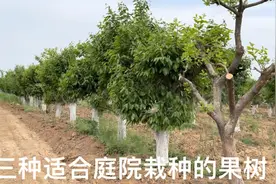 庭院里种什么果树比较好？这三种好吃又旺宅，果香满园甜到爆视频封面