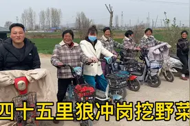 农村小伙带领妇女团挖茵陈和蒲公英，边赏景边挖菜心满意足，高兴