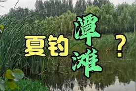 夏天钓鱼钓深还是钓浅？不同的选择会有不同的收获，你选对了没？视频封面