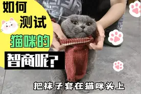 如何测试猫咪的智商呢？把袜子套在头上10秒内能取下的是大聪明