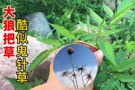 “大狼把草”酷似“鬼针草”，大家都认错了，价值高，野外用得上