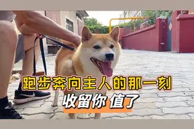 收留这只柴犬30天了，当它跑步奔向主人的那一刻，感觉一切都值了视频封面