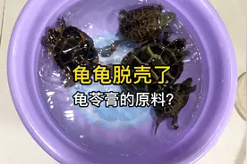 龟龟脱壳了，长大了好几倍，淘汰鱼没被吃反而长大了，准备开新缸