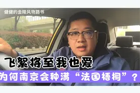 飞絮将至我也爱，为何南京会种满“法国梧桐”？