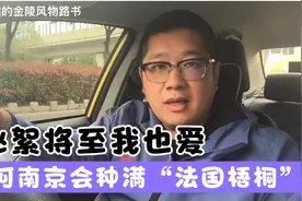 飞絮将至我也爱，为何南京会种满“法国梧桐”？视频封面