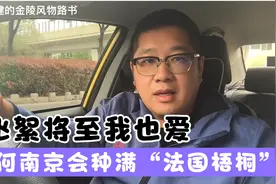 飞絮将至我也爱，为何南京会种满“法国梧桐”？
