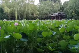 莲湖公园园小乾坤大，荷花开得正美，自然风景红色印记都有去看看视频封面