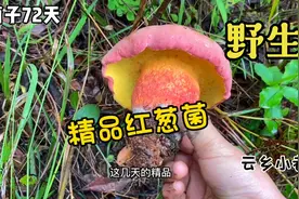 云南一女子上山捡菌，意外发现一朵价值300一斤的精品红葱菌视频封面