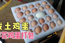 钱粮湖发芦花鸡蛋，50个打包塞了个鹅蛋，快递费35元有点贵视频封面