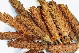 中药夏枯草：清肝泻火、消结散肿，但这类人千万别碰视频封面