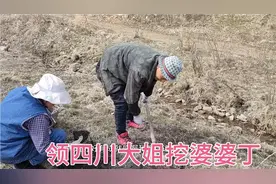 领四川大姐挖野菜，大姐特别兴奋，一不小心被带沟里了！视频封面