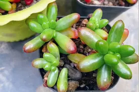 夏天多肉虹之玉这样养护，长势肥胖惹人爱！